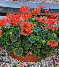 Muškát pásikavý Nekita F1 Scarlet - Pelargonium zonale - semená - 4 ks