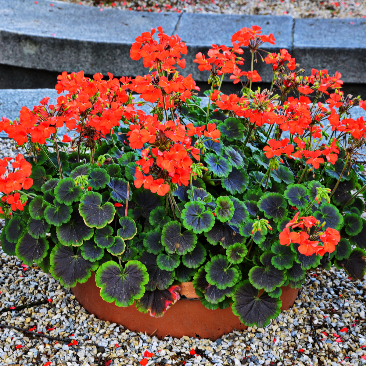 Muškát pásikavý Nekita F1 Scarlet - Pelargonium zonale - semená - 4 ks