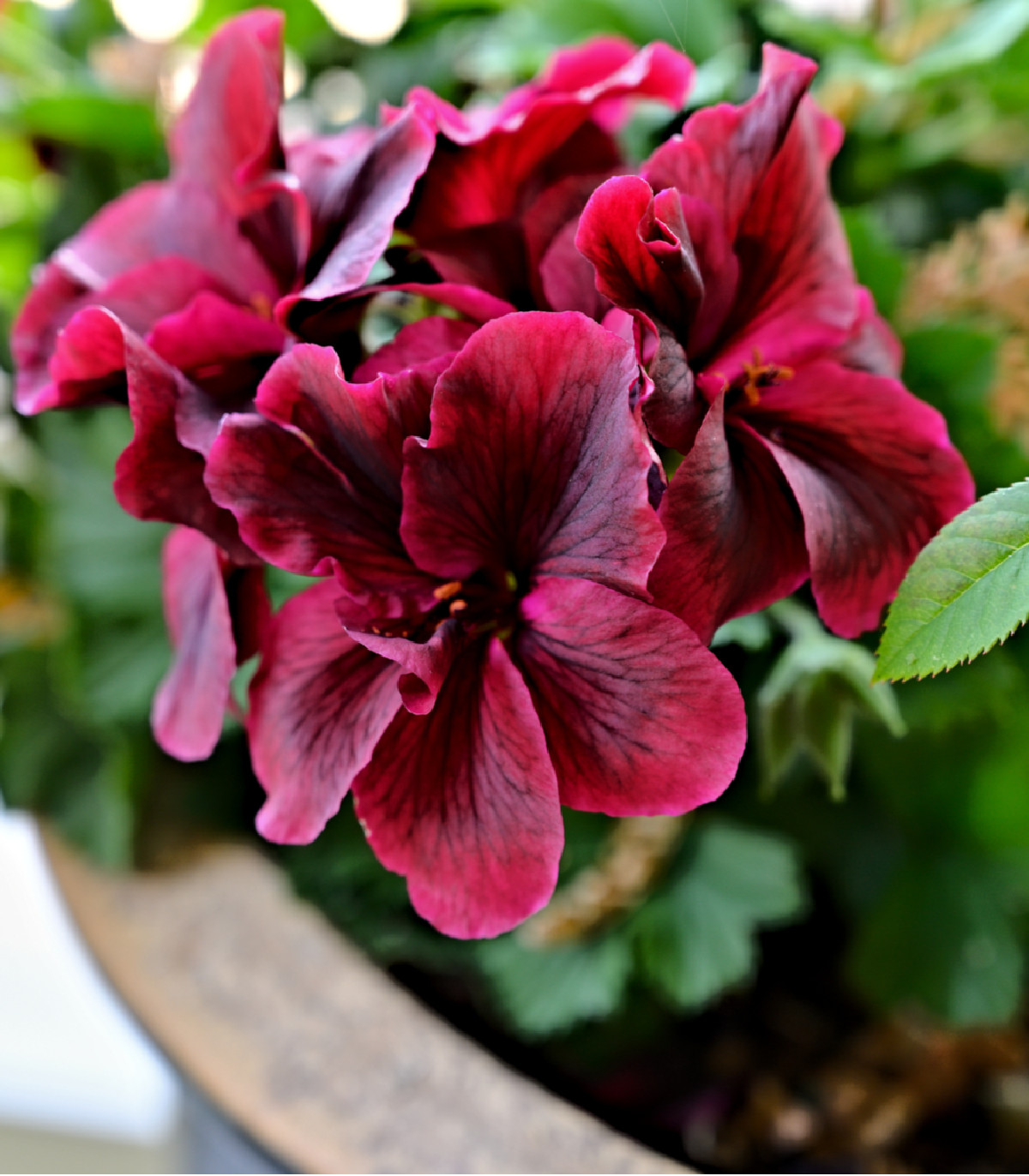 Muškát pásikavý F1 Black Velvet Violet - Pelargonium zonale - semená muškátu - 6 ks