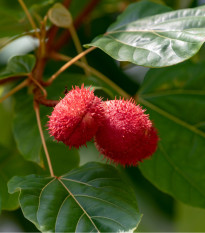 Bixa - Bixa orellana - semená - 8 ks