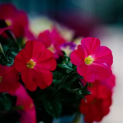 Minipetúnia Kabloom Coral F1 – Milionbells – Calibrachoa Hybrida – predaj semien