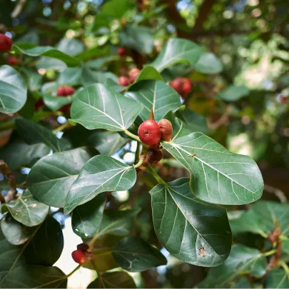 Figovník indický - Ficus benghalensis - semená - 5 ks