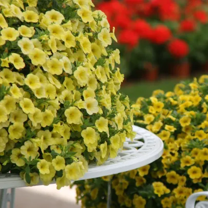 Minipetúnia Kabloom Yellow F1 – Milionbells – Calibrachoa Hybrida – predaj semien