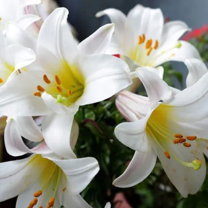 Balíček cibuliek ľalií – Lilium – predaj cibuľovín