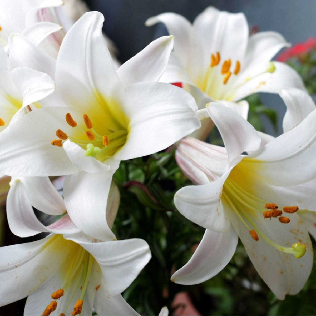 Balíček cibuliek ľalií – Lilium – predaj cibuľovín