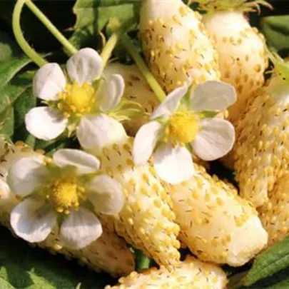 Jahoda mesačná Yellow Wonder - Fragaria vesca - semená - 200 ks
