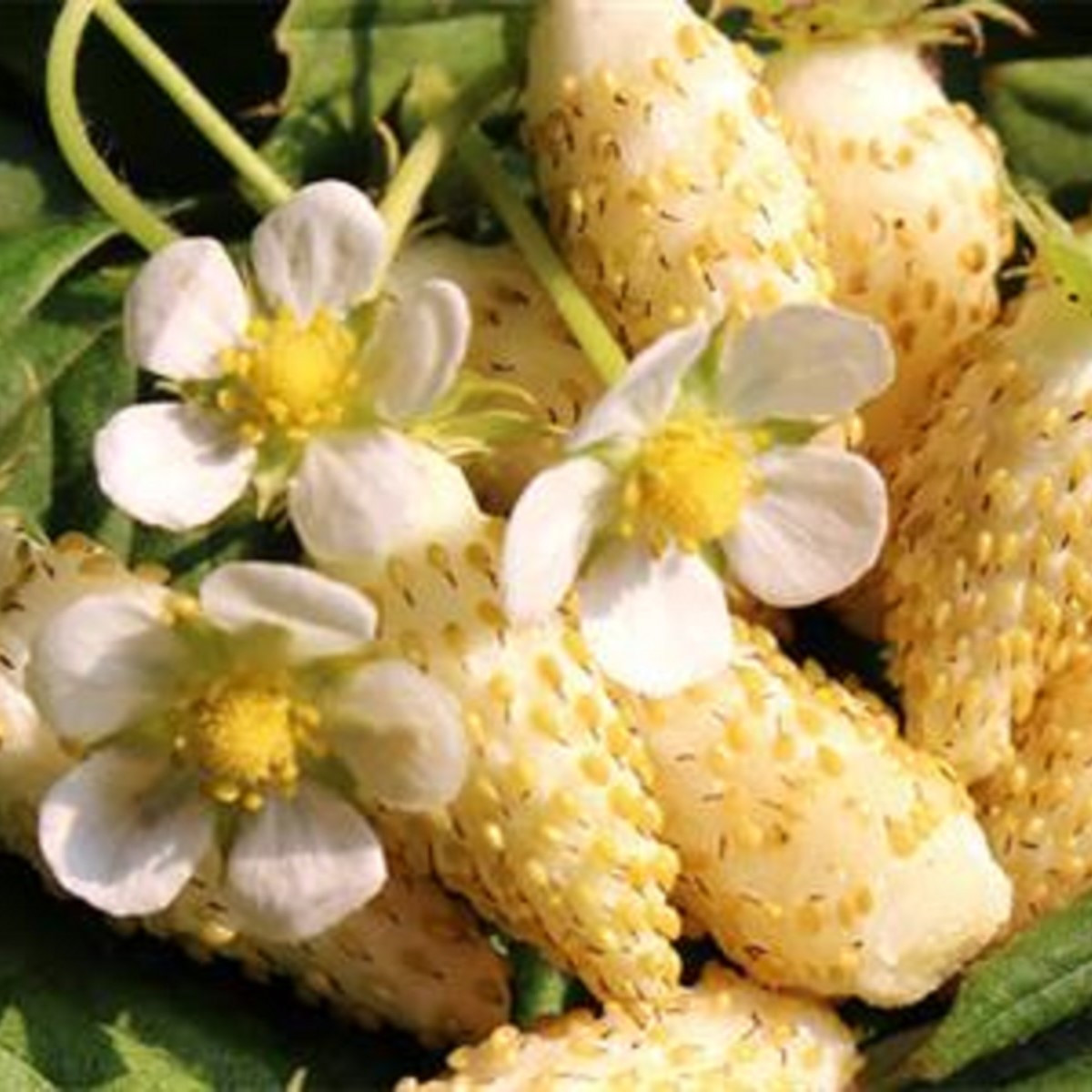 Jahoda mesačná Yellow Wonder - Fragaria vesca - semená - 200 ks