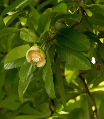 Dilenia indická - Dillenia indica - semená - 12 ks
