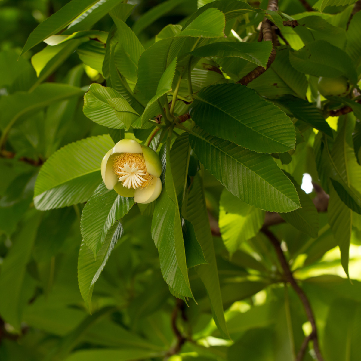 Dilenia indická - Dillenia indica - semená - 12 ks