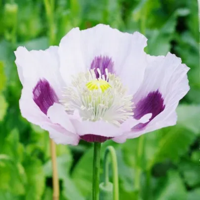 Mak Blue Moon - Papaver somniferum - semená - 100 ks