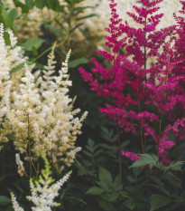 Astilba Arendsova Showstar zmes farieb - Astilbe arendsii - semená - 10 ks