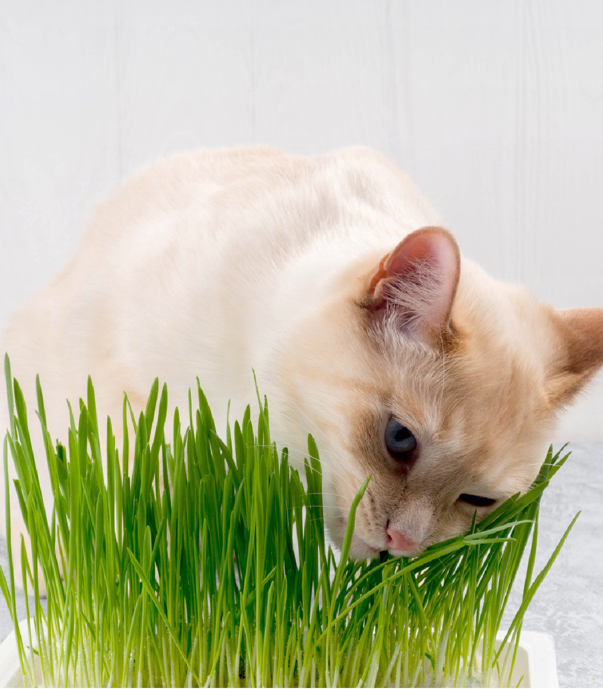 Tráva pre mačky - semená trávy - 100 ks