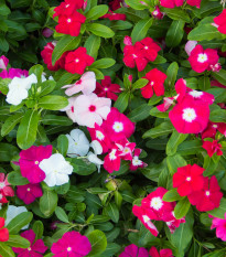 Katarant Mediterranean Mix F1 - Catharanthus - semená - 30 ks