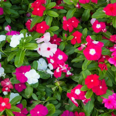 Katarant Mediterranean Mix F1 - Catharanthus - semená - 30 ks
