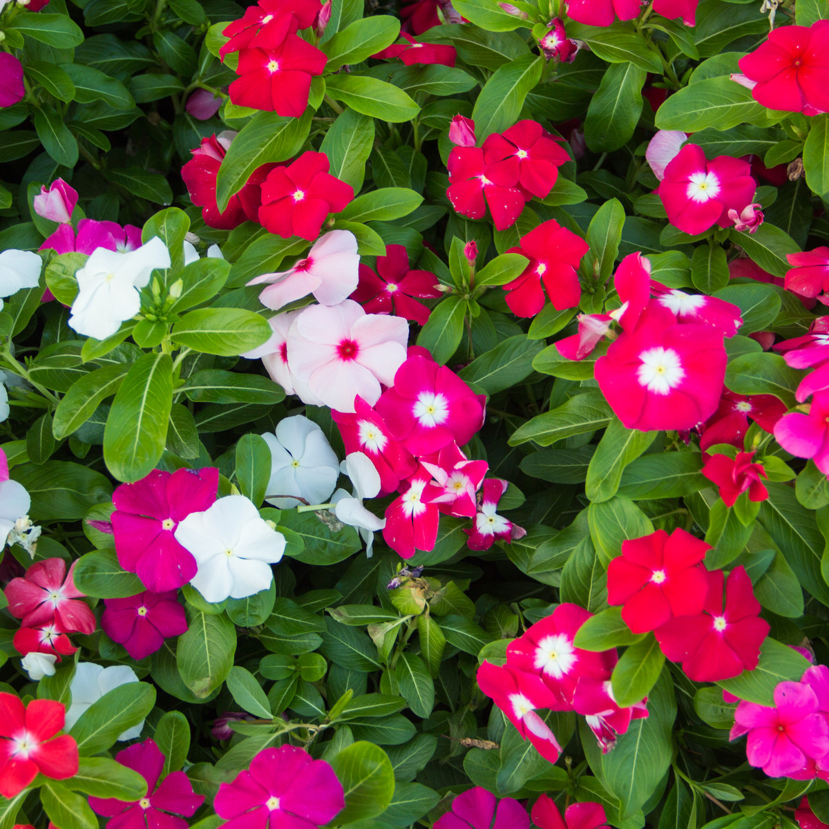Katarant Mediterranean Mix F1 - Catharanthus - semená - 30 ks
