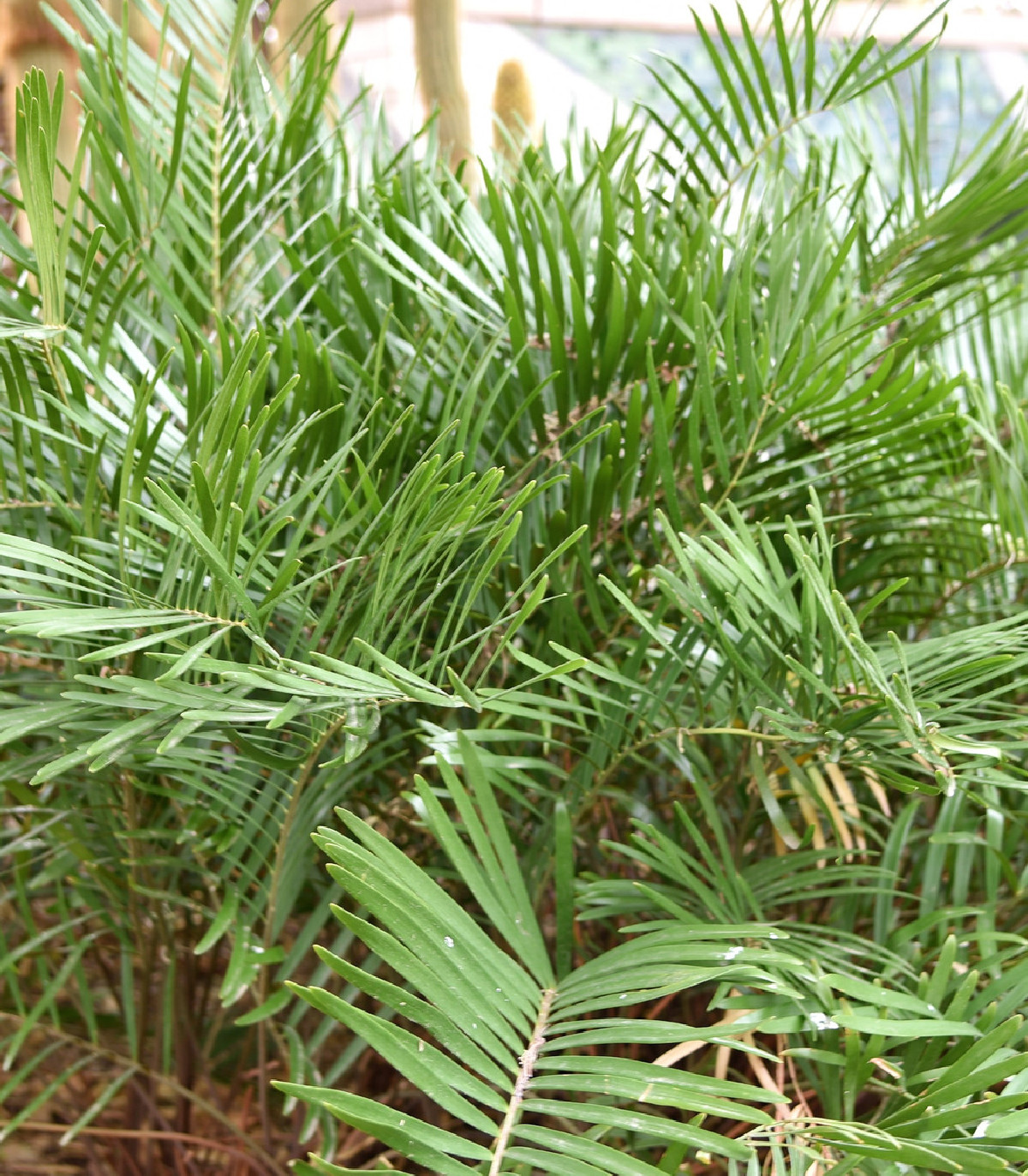 Keják celolistý - semena Kejáku - Cykas Zamia floridana - 2 ks