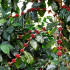 Kávovník arabský Himalaya - Coffea arabica Himalaya - semená - 15 ks