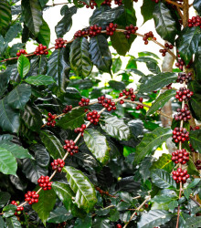 Kávovník arabský Himalaya - Coffea arabica Himalaya - predaj semien - 5 ks