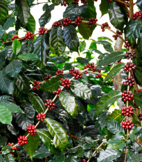 Kávovník arabský Himalaya - Coffea arabica Himalaya - semená - 15 ks