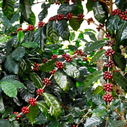 Kávovník arabský Himalaya - Coffea arabica Himalaya - semená - 15 ks