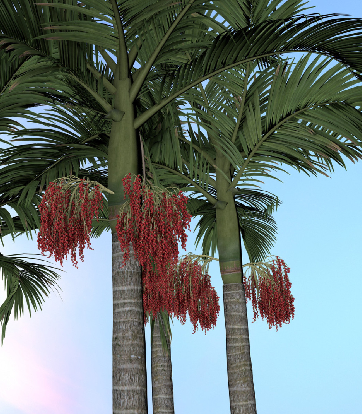Palma kráľovská - Archontophoenix alexandrae - semená - 3 ks