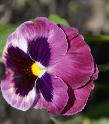 Fialka rohatá Sorbet Carmine - Viola cornuta - semienka fialky - 20 ks