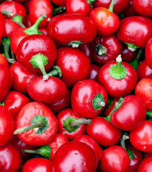 Chilli Large Red Cherry Hot - Capsicum annuum - semená chilli - 7 ks