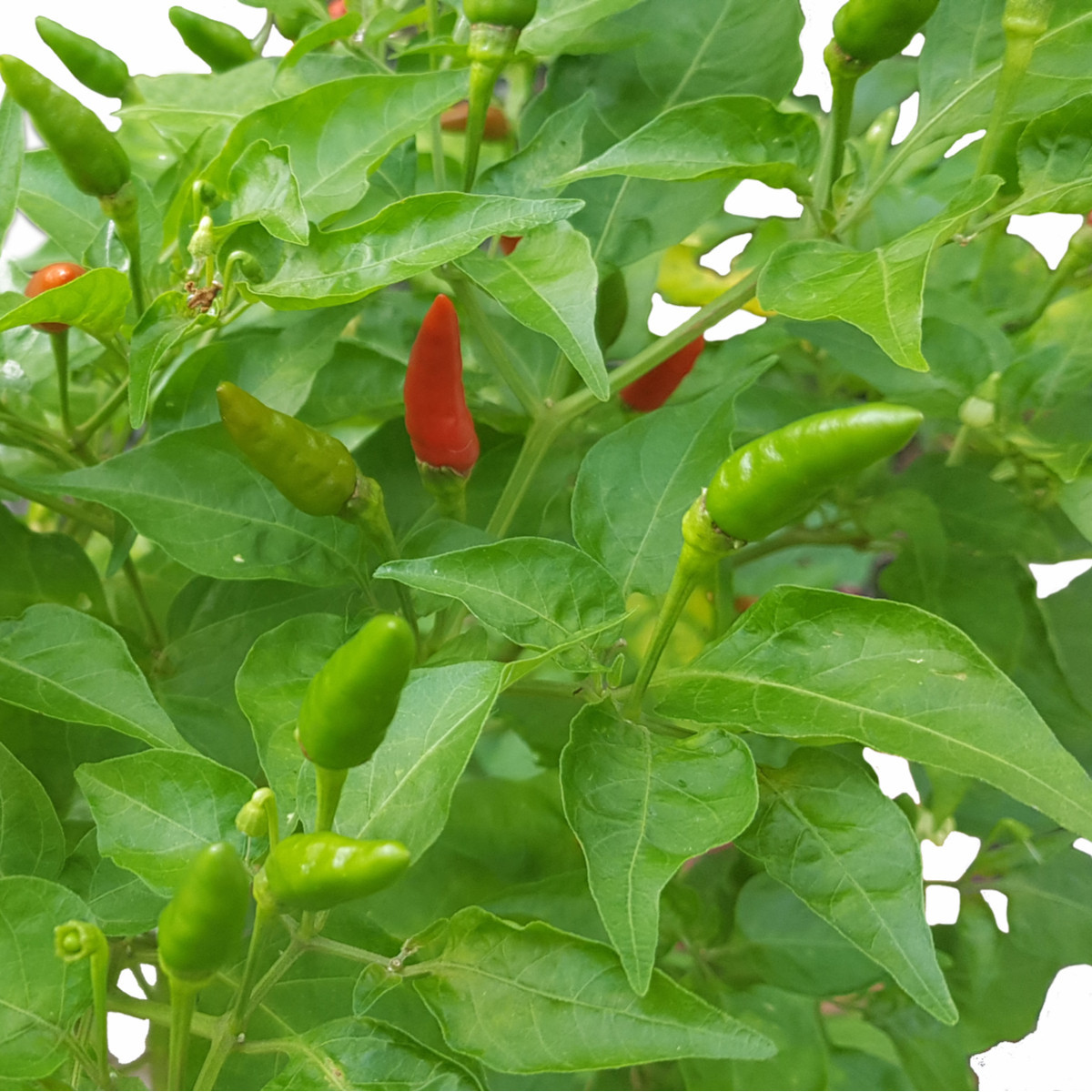 Chilli Thai Hot Culinary - Capsicum annuum - semená - 6 ks