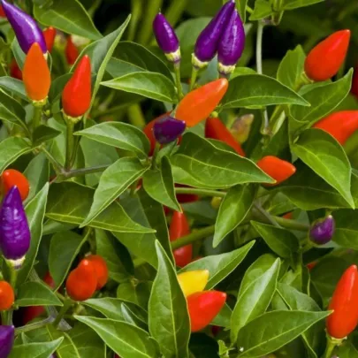 Chilli Little Elf - Capsicum chinense - semená - 6 ks