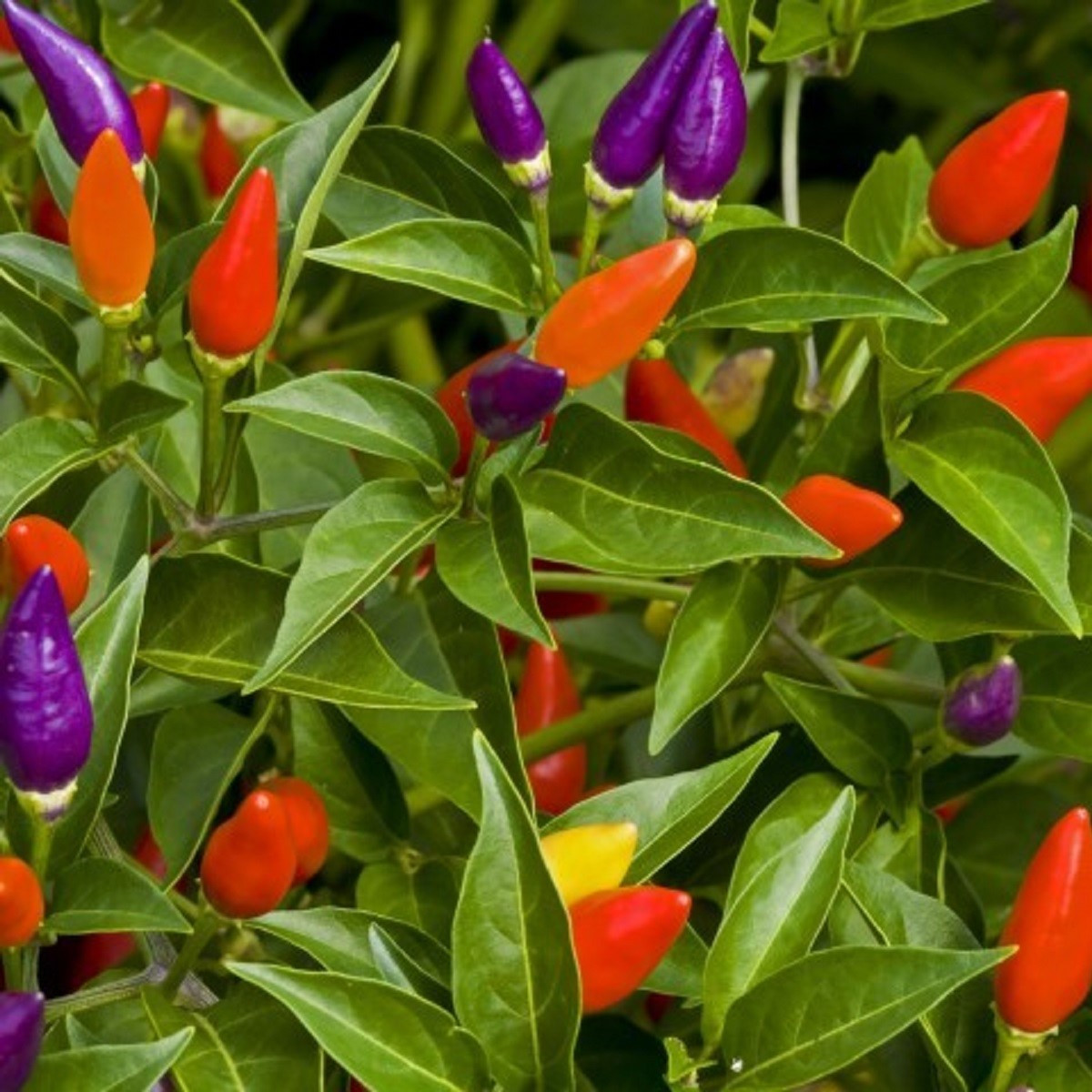 Chilli Little Elf - Capsicum chinense - semená - 6 ks