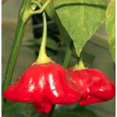 Chilli Mushroom červené - Capsicum chinense - semená - 6 ks