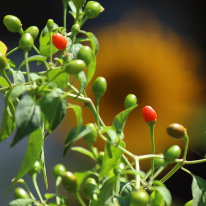 Semená chilli – Chilli Tepin – Capsicum annuum