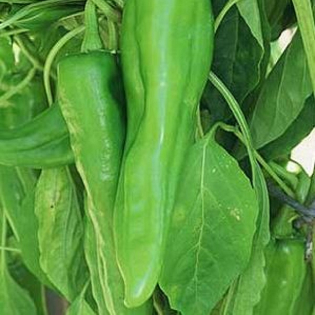 Chilli Velký Jim - Capsicum annuum - semená - 7 ks