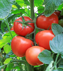 Paradajka Tornado F1 - Solanum lycopersicum - semená - 20 ks