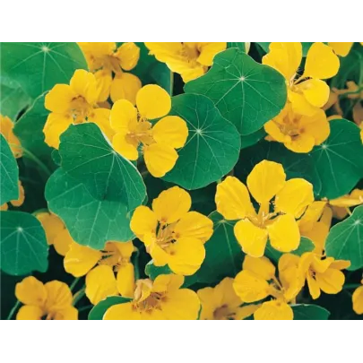 Kapucínka nízka Tip Top Gold - Tropaeolum Minus - semená - 10 ks