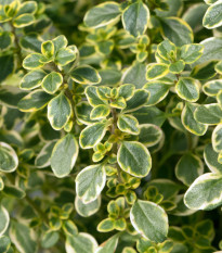 Tymián Anglická zima - Thymus vulgaris - semená - 50 ks