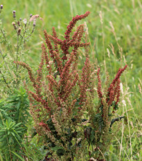 Štiav záhradný - Rumex patientia - semená - 20 ks