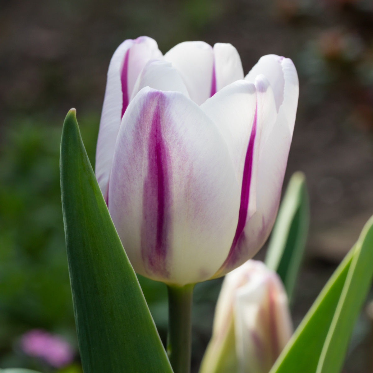 Tulipán Striped Flag - Tulipa - predaj cibuľovín - 3 ks