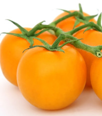 Paradajka Goldkrone - Solanum lycopersicum - semená - 20 ks