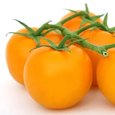 Paradajka Goldkrone - Solanum lycopersicum - semená - 20 ks