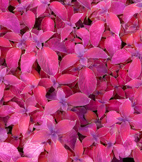 Africká pŕhľava Wizard Velvet Red - Coleus blumei - semená - 30 ks