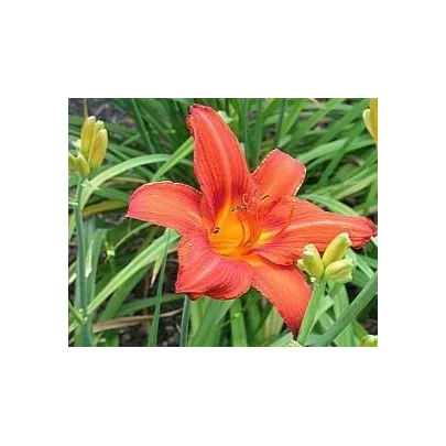 Ľaliovka Red Magic - Hemerocallis - hľuznaté korene ľaliovky - 1 ks