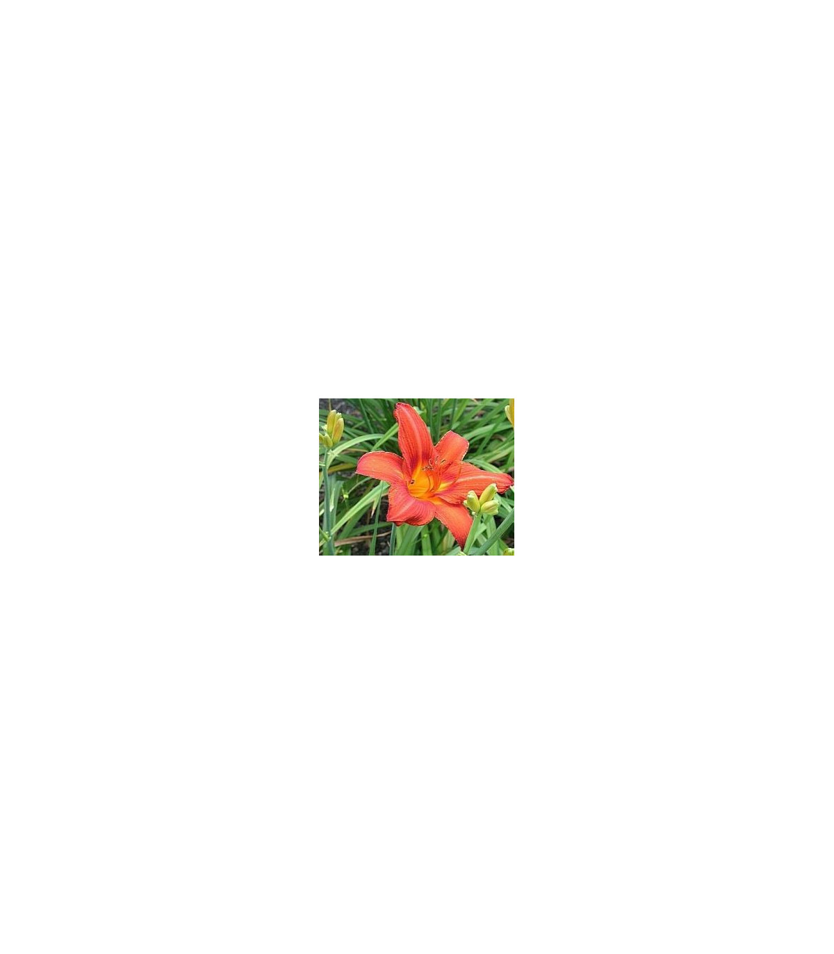 Ľaliovka Red Magic – Hemerocallis – hľuznaté korene ľaliovky