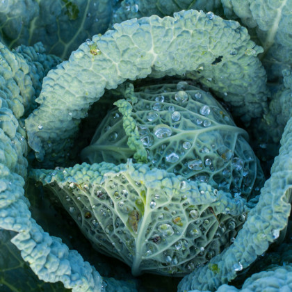 Semená kelu – Kel hlávkový neskorý Langedijský – Brassica oleracea L.