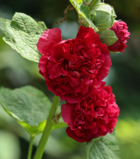Topoľovka Chaters Scarlet - Alcea rosea - semená - 30 ks