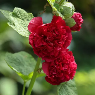 Topoľovka Chaters Scarlet - Alcea rosea - semená - 30 ks