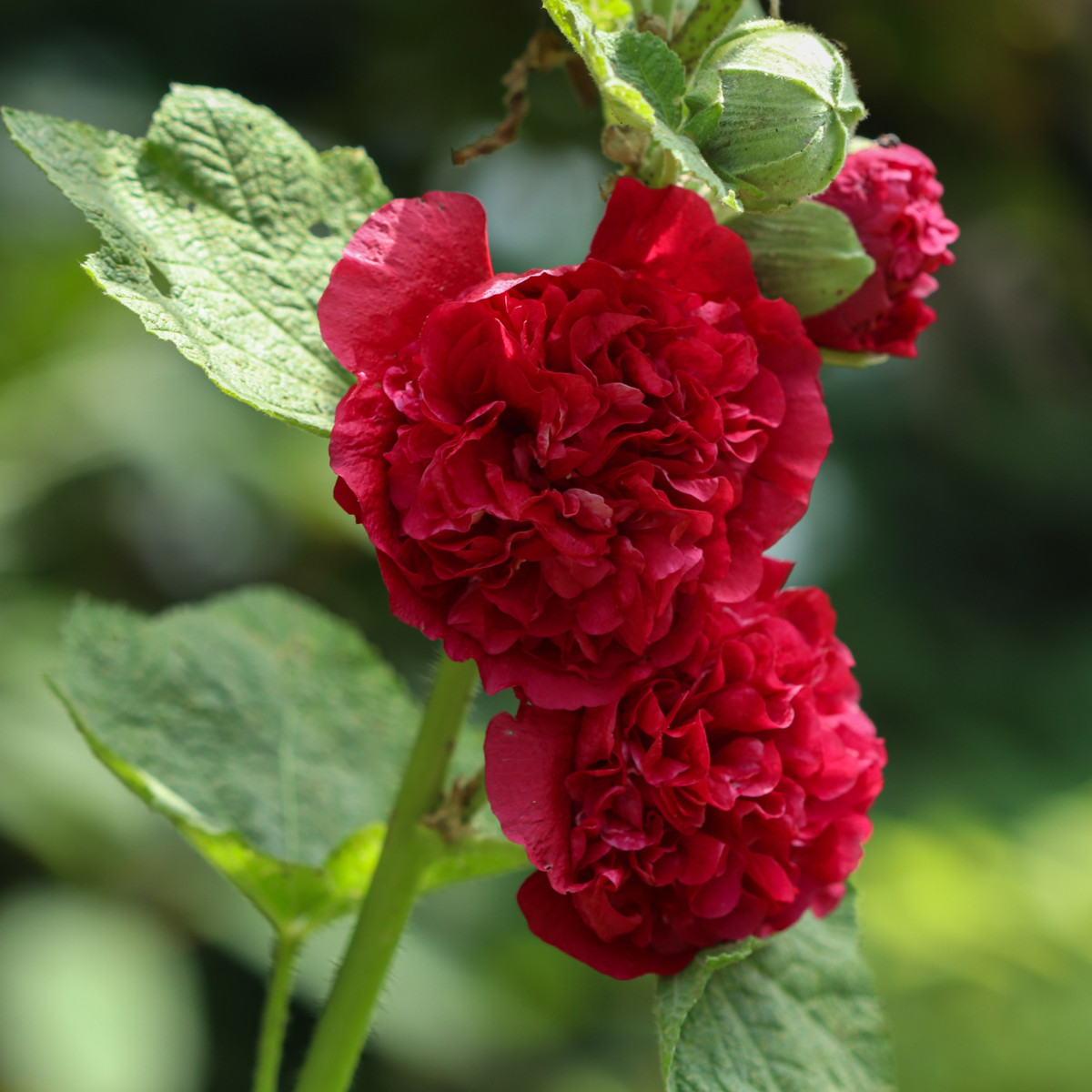 Topoľovka Chaters Scarlet - Alcea rosea - semená - 30 ks