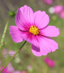 Krasuľka perovitá Sonata - Cosmos bipinnatus - semená - 15 ks