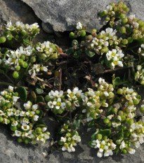 Lyžičník lekársky - Cochleria officinalis - semená - 20 ks