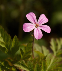 BIO Pakost smradľavý - Geranium robertianum - bio semená - 10 ks - ukončený